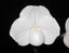 Paph. niveum x Paph. St Swithin