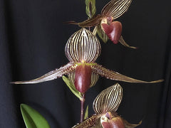 Paph. Lady Rothschild x Paph. Rothschildianum Red King x Paph. Lady Isabel