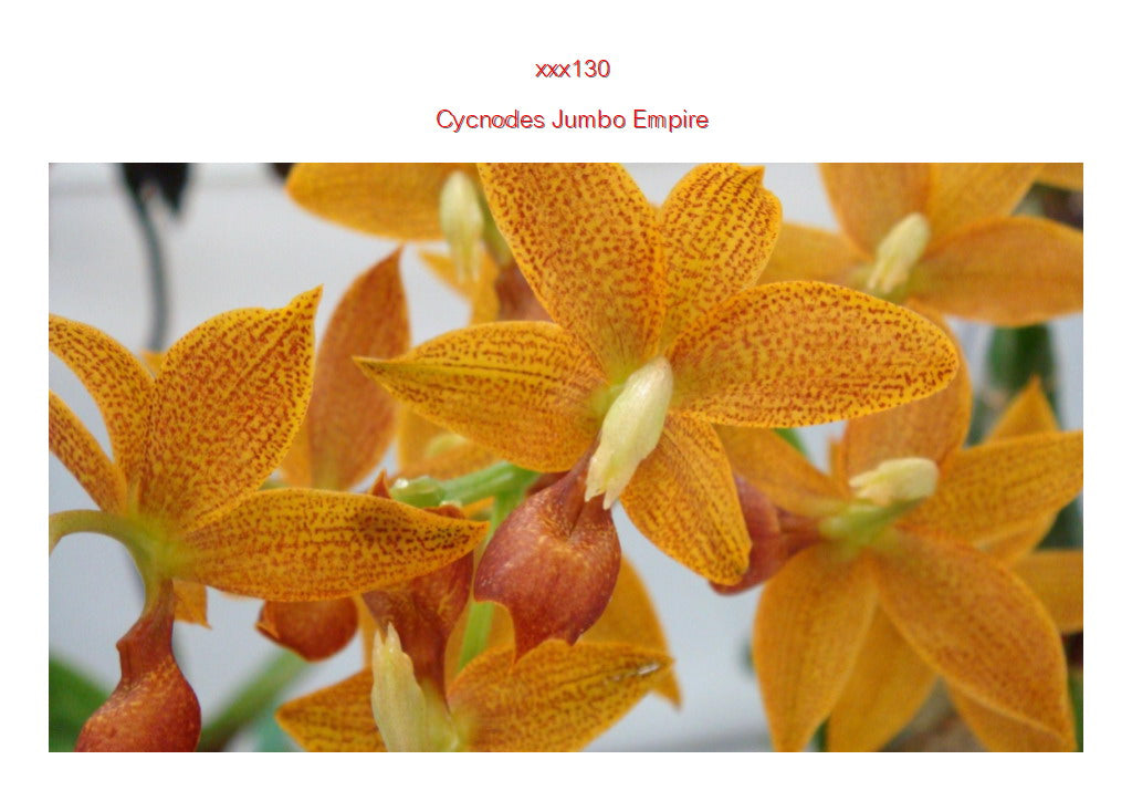 Cycnodes Jumbo Empire Main image