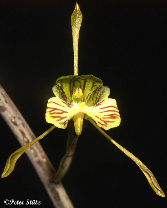 TOP Oeceoclades Spathulifera