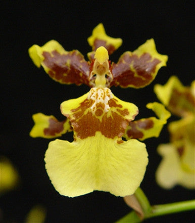 Oncidium Ornithorhynchum x Spathulatum