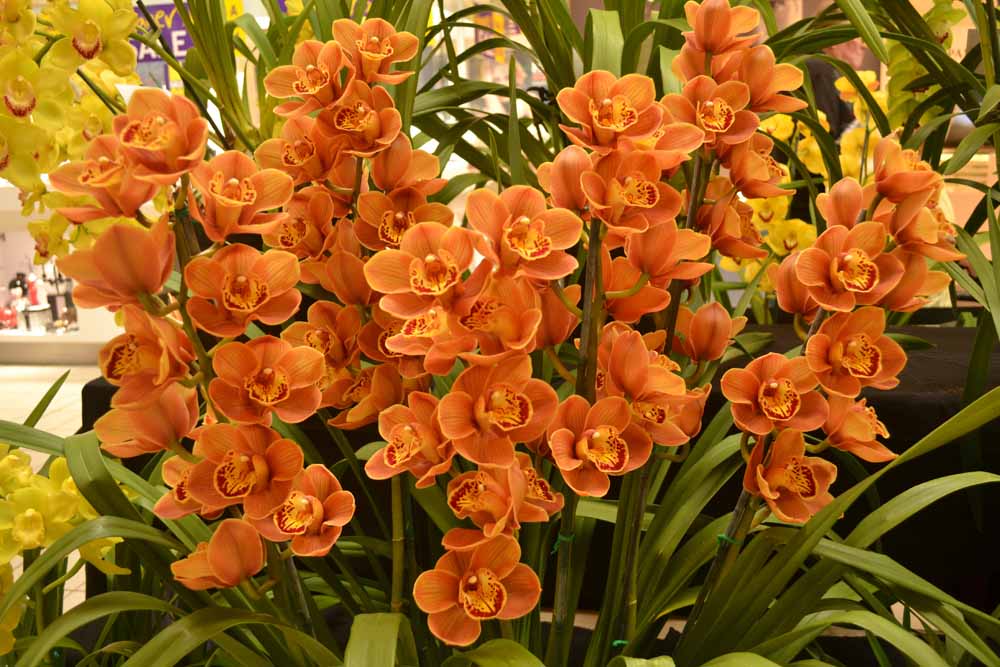 Cymbidium Foxfire Amber 'Dural' x Cym. Roger Roger Main image
