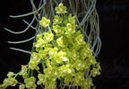 Chiloschista parishii (green) RARE LEAFLESS SPECIES