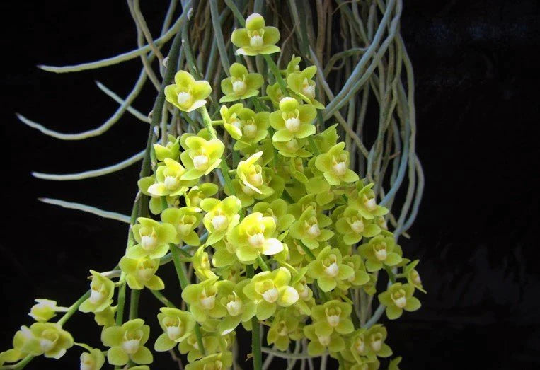 Chiloschista parishii (green) RARE LEAFLESS SPECIES Main image