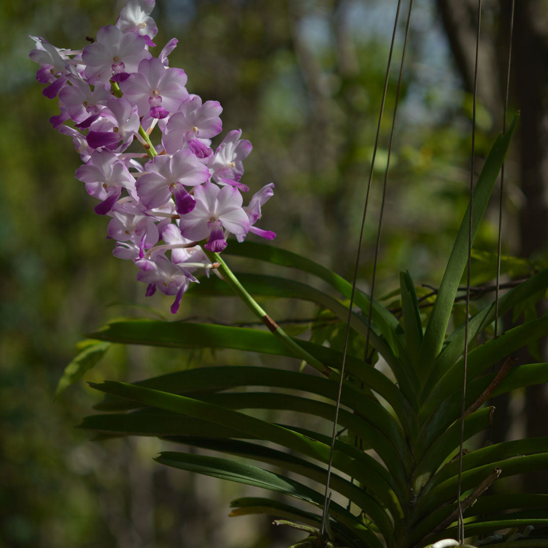 Vanda Pairote Sand Main image
