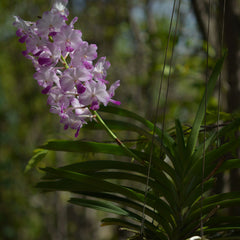 Vanda Pairote Sand