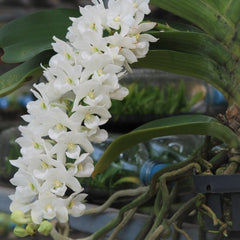 FLOWERING/ IN SPIKE RHYNCHOSTYLIS (FOXTAIL ORCHIDS)