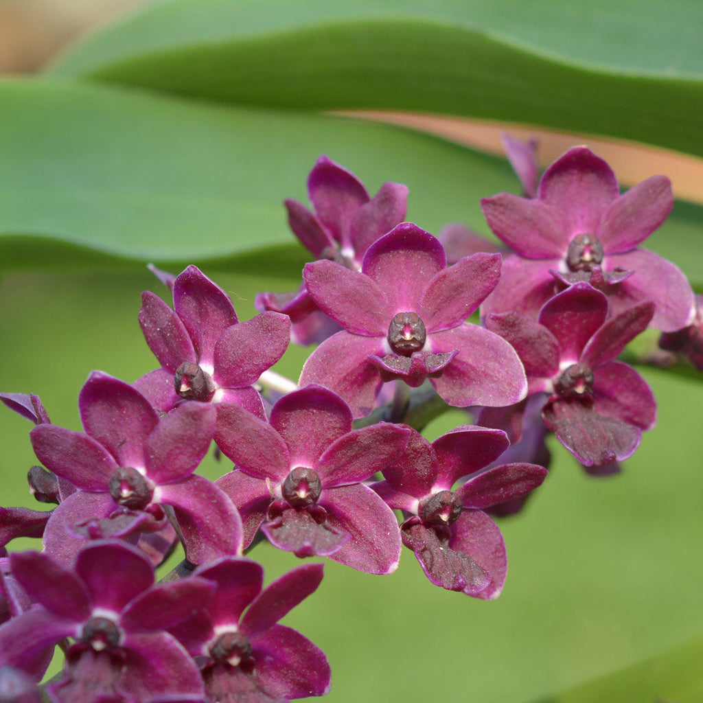 Rhynchostylis gigantea red (Fragrant)