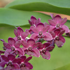 Rhynchostylis gigantea red (Fragrant)