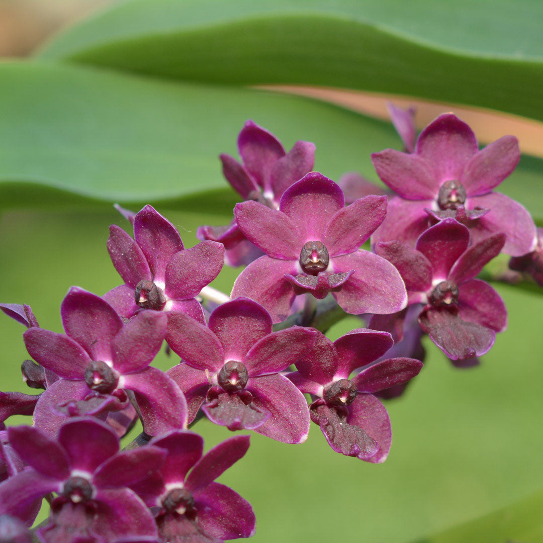 Rhynchostylis gigantea red (Fragrant)