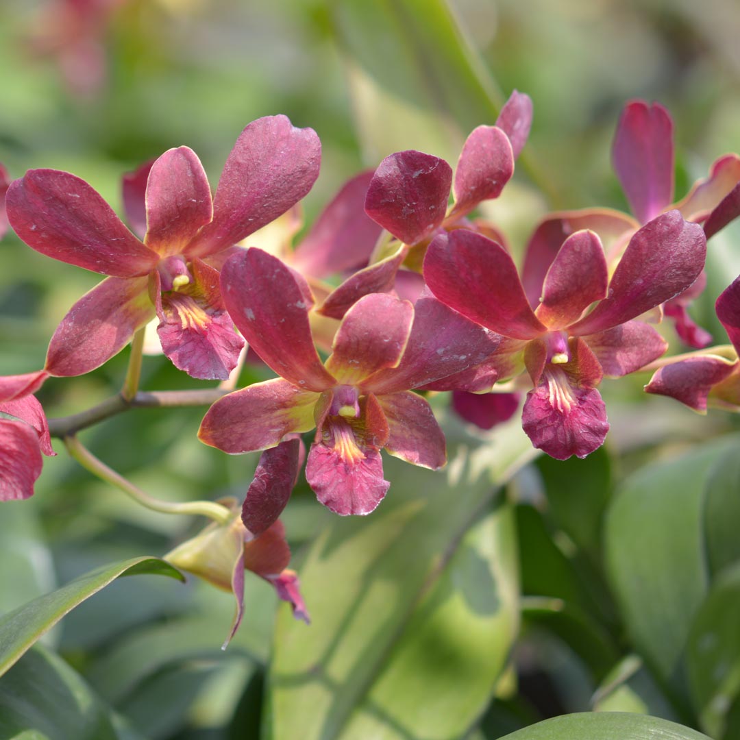 Dendrobium Senberry (Flowering Size Hardcane) Main image