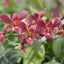 Dendrobium Senberry (Flowering Size Hardcane)