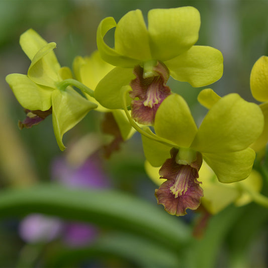 Dendrobium OT286 (Flowering Size Hybrid)