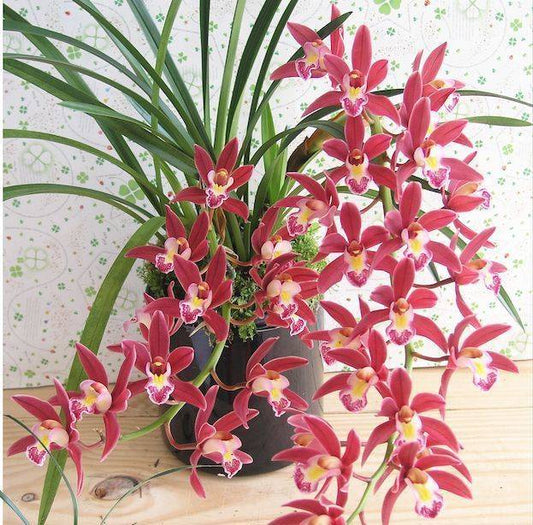 TOP - Cymbidium Mystique Princess (Variegated - Fragrant)