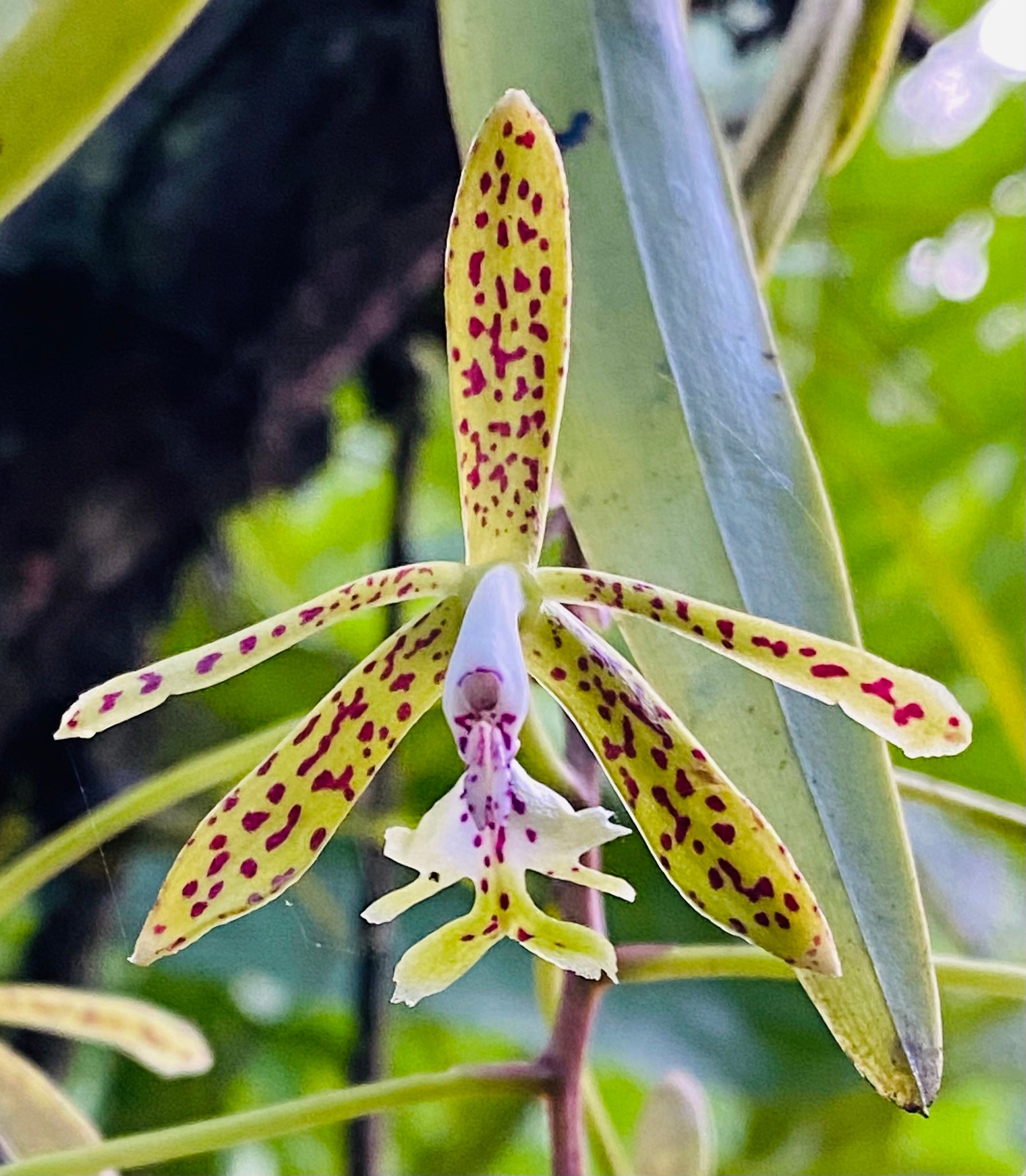 Epidendrum cristatum (Fragrant Species From Brazil) Secondary image