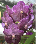 Vanda Fuchs Delight (Black) - IN SPIKE NOW!