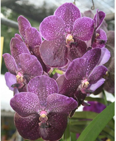 Vanda Fuchs Delight (Black) - IN SPIKE NOW!