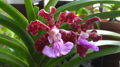 (IN SPIKE NOW) Vanda Mimi palmer X Insignis X Varut Leopard