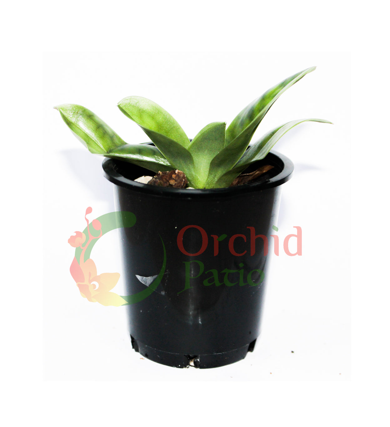 Paphiopedilum Hung Sheng Jewel x (Hung Sheng Macbeth x Hsinying Citron)