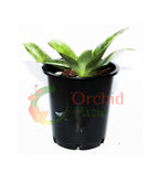 Paphiopedilum Hung Sheng Master x (Hung Sheng Red Apple x Hung Shung Bay)