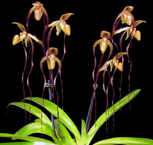 Paphiopedilum Angel Hair (P. St. Swithin x P. Sanderianum)