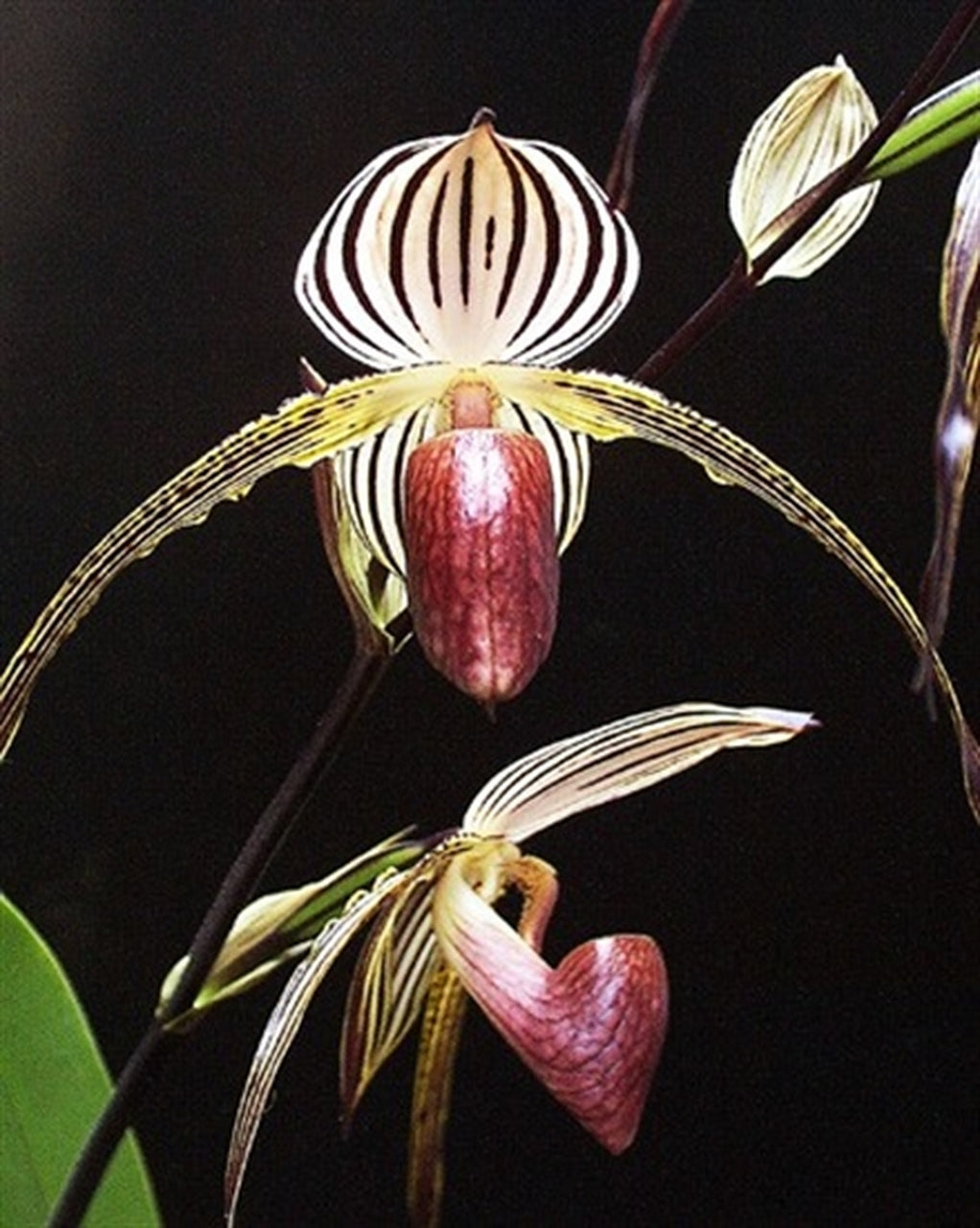 Paphiopedilum Lady Isabel (Multifloral Paph.) Main image