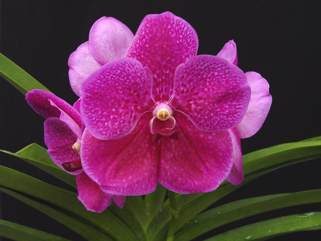 Vanda Pat's Delight (IN FLOWER HUGE PLANT) Main image