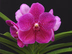 Vanda Pat's Delight (IN FLOWER HUGE PLANT)