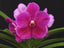 Vanda Pat's Delight (IN FLOWER HUGE PLANT)