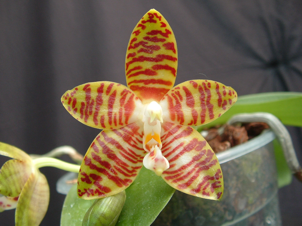 Phalaenopsis Ambonosa (Species from Indonesia) Main image