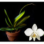 VARIEGATED Phalaenopsis aphrodite subsp. formosana (VERY RARE)