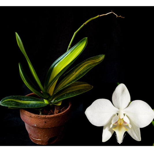 VARIEGATED Phalaenopsis aphrodite subsp. formosana (VERY RARE)
