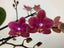 PACK OF 3 MOTTLED PHALAENOPSIS HYBRIDS