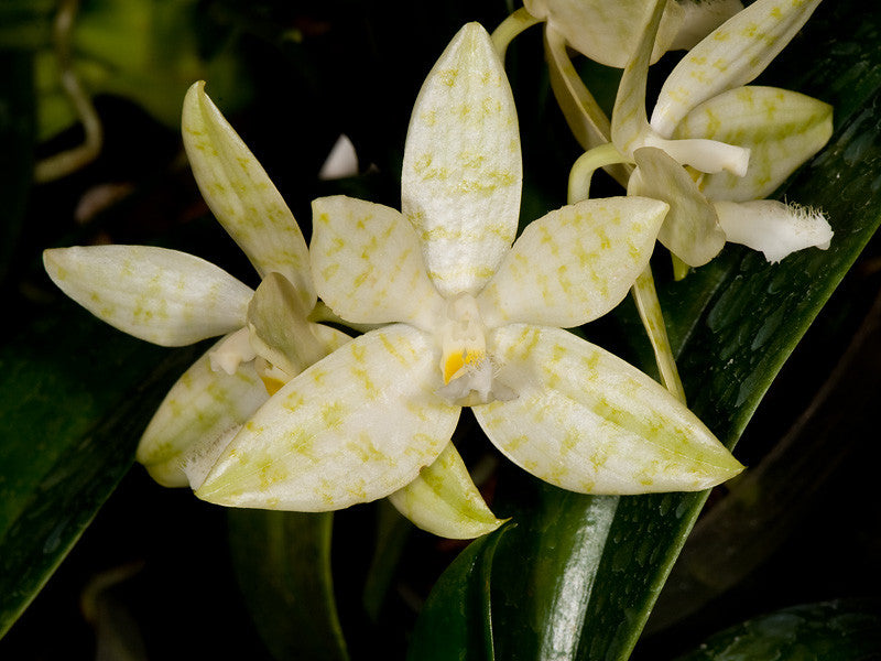 Phalaenopsis hieroglyphica 'alba' Main image