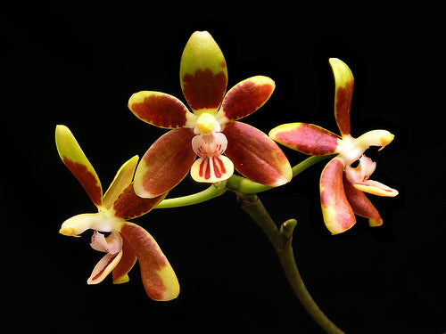 Phalaenopsis fuscata (syn. denisiana) (SPECIES) Main image