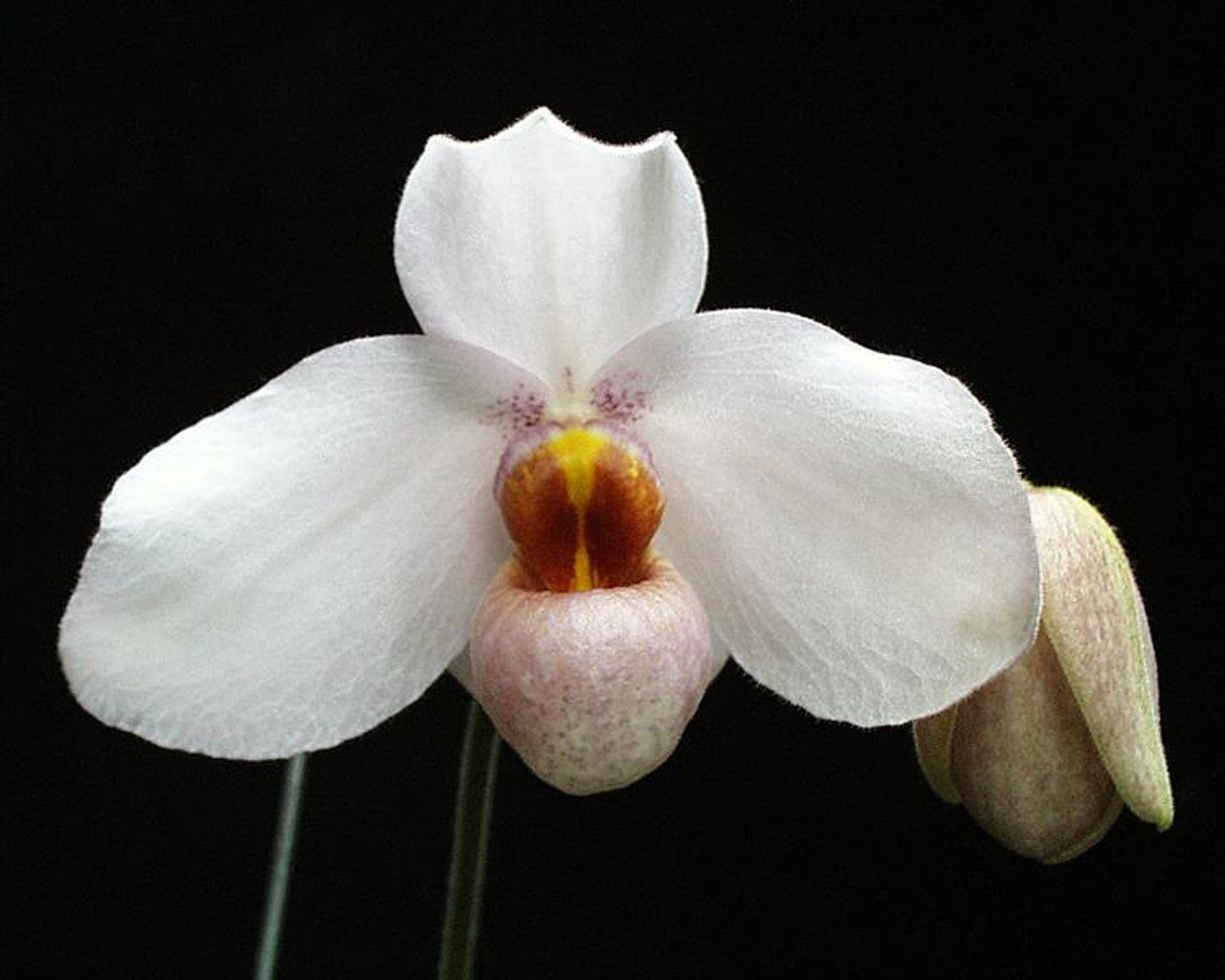 Paph. Joyce Hasegawa (delenatii album x emersonii) Main image