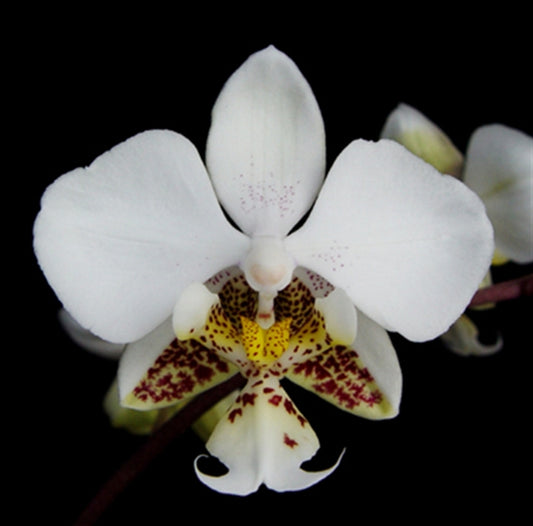 IN BUDS! - Phalaenopsis stuartiana (RARE SPECIES)