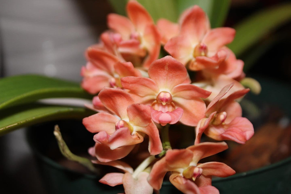 Rhynchostylis gigantea peach form (Fragrant)