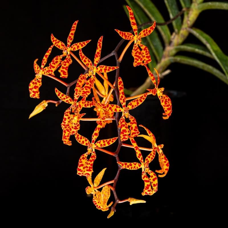 Renanthera monachica 'Big Spots' x sib (RARE SPECIES) Main image