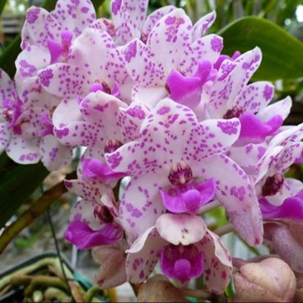 FLOWERING/ IN SPIKE RHYNCHOSTYLIS (FOXTAIL ORCHIDS)