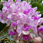 FLOWERING/ IN SPIKE RHYNCHOSTYLIS (FOXTAIL ORCHIDS)