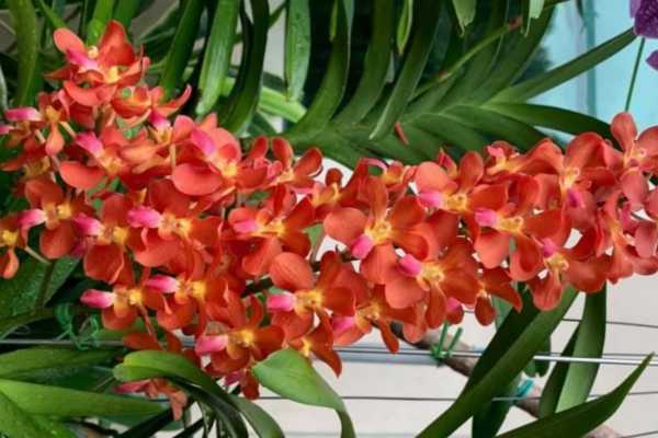 (IN SPIKE NOW) Rhynchoides Bangkok Sunset X Renanthera Storiei (Fragrant) Main image