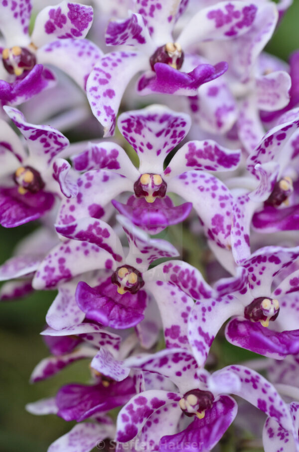 Fragrant Rhynchostylis Gigantea Ply (Foxtail Orchid)