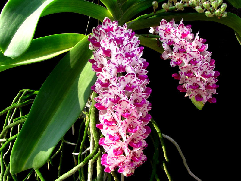 Rhynchostylis Gigantea spots Main image