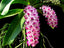 Rhynchostylis Gigantea spots