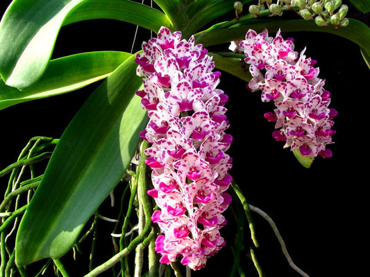 Pack of 3 Nearly Flowering Size Rhynchostylis (Foxtail Orchids)