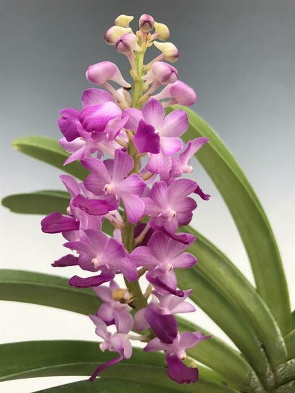 Rhynchostylis Coelestis Pink (Fragrant)
