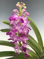 Rhynchostylis Coelestis Pink (Fragrant)