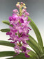 Rhynchostylis Coelestis Pink (Fragrant)