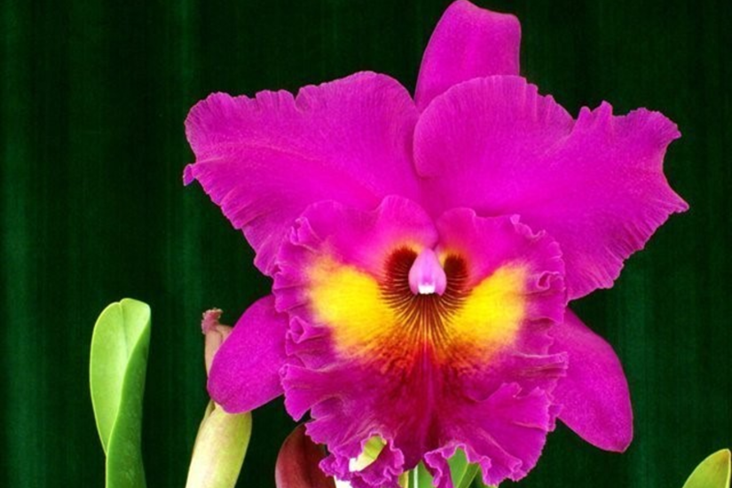 Rlc. King of Taiwan 'Splendiferous'